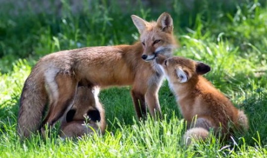 狐狸辅助(狐狸有什么寓意)