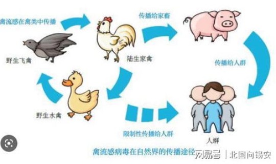 四川女子感染禽流感 怎样判断人得了禽流感