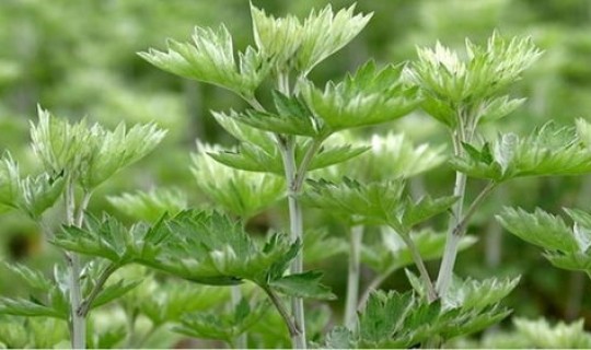 疫情艾草熏蒸病房，艾草水蒸气有能杀菌吗