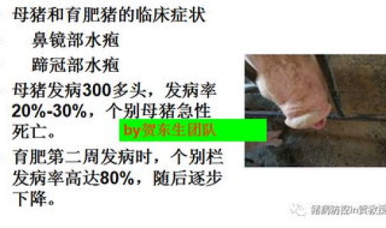 猪德尔塔病毒？猪塞内卡病毒病