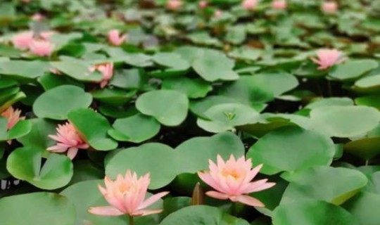 青岛疫情的病原找到了吗(青岛疫情源头已找到)