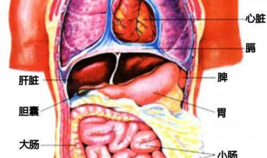 肠系膜淋巴结炎的主要症状，肠系膜淋巴结在什么位置