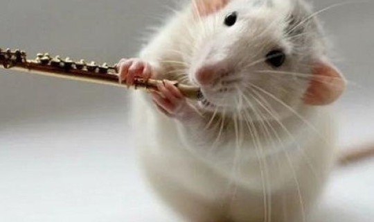 2021年清明节日忌什么生肖？为什么2021年数老鼠不能对扫墓