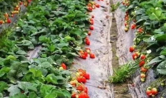 广州采摘园去哪好，广州有哪些值得推荐的采摘园