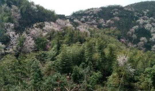 葛仙山一日游攻略路线(葛仙山要门票吗)