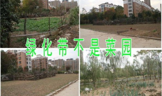 青岛绿化带	，什么是绿化带