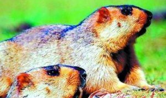 鼠疫病毒死亡人数 鼠疫是鼠类才得的病吗