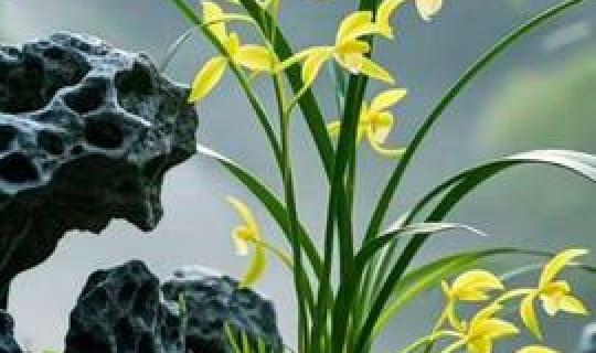 返景入深林复照青苔上的诗意是 复照青苔上的前一句是