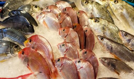 大连水产品出口特色有哪些(大连海鲜鱼类品种)