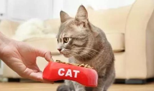 青岛即墨疫情三只猫事件始末？青岛疫情源头已找到