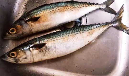 鲅鱼圈疫情感染源(鲅鱼是海鱼吗？有污染吗？)