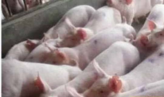 防疫十大措施？猪场防疫措施