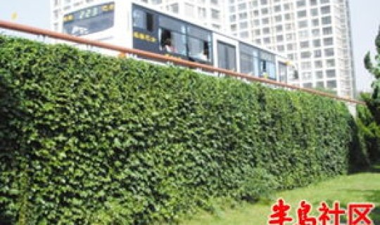 青岛城市绿化率最新消息(绿化率多少比较好)