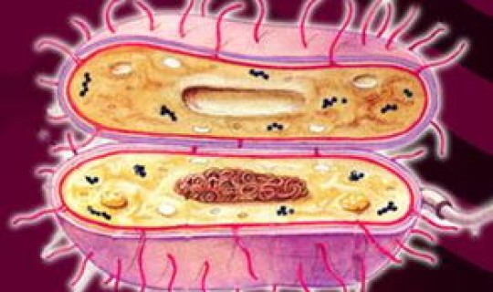 沈阳辽中病毒？朊病毒是真的吗