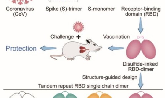美国新型冠状病毒疫苗名称(新冠疫苗名称有哪些)