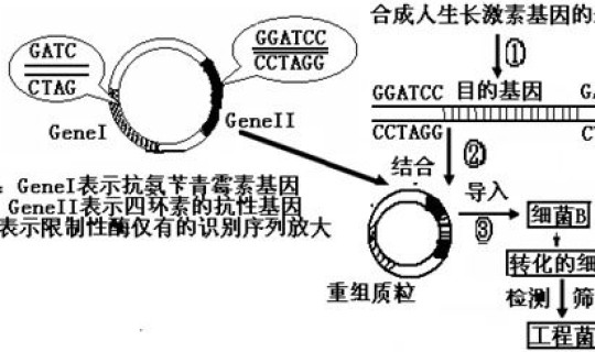 核酸报告步骤？核酸提取的原理和步骤