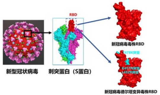 德尔塔变异毒株名字的由来，德尔塔变异株是什么病毒