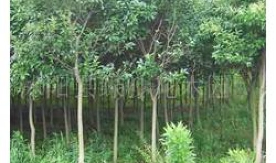 青岛常见的绿化树木 52种常见灌木