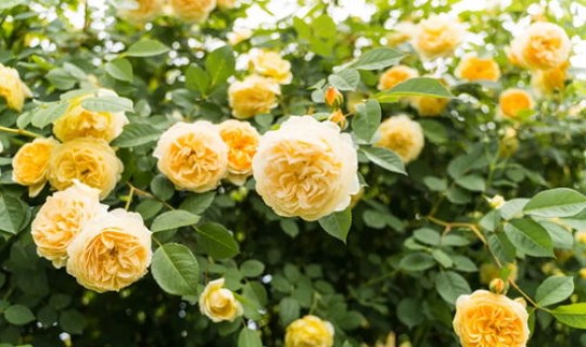 齐齐哈尔疫情新情况今天，齐齐哈尔防疫站电话