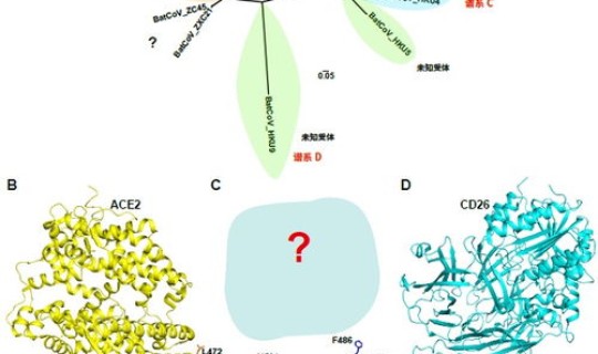 病毒基因组测序结果？基因测序结果图