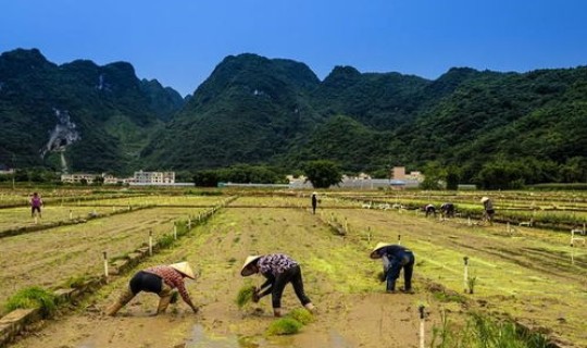 河南一家5口人多少亩地(河南省耕地面积多少亩)