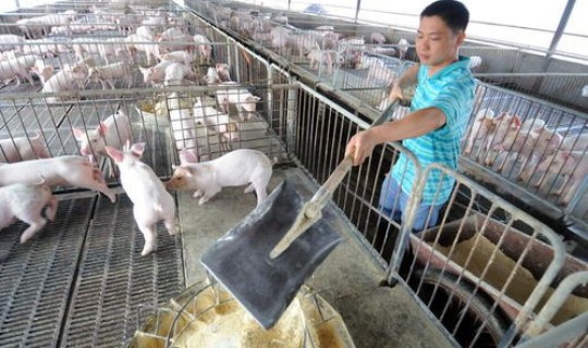 疫情期间养猪风险有哪些(养猪的风险及防范措施)