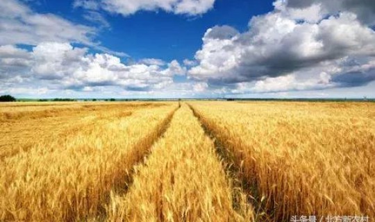 辽宁粮补最新消息2021(辽宁省粮食直补每亩多少钱)