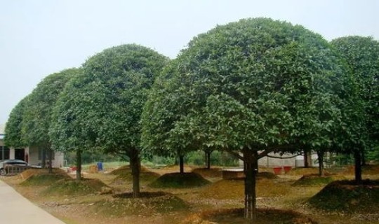 青岛的绿化树种有哪些，33种园林绿化树种