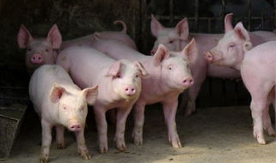 猪疫情最新消息2023年8月 2024年猪瘟还会出现吗