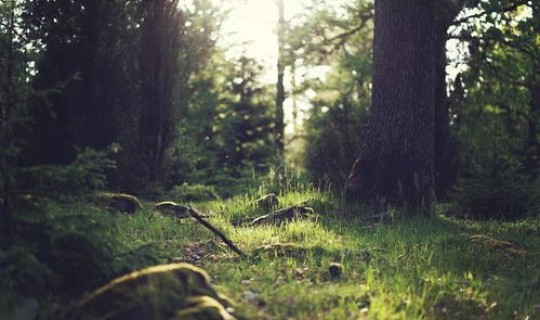 返景入深林复照青苔上上两句	，返景入深林的上一句是什么