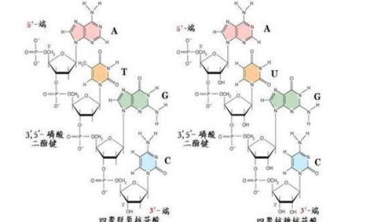 核酸检测为啥要10人一组检测，核酸检测是一人一管还是10人一管