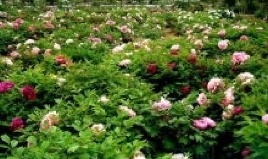 菏泽最近一周的天气情况(菏泽动植物园天气预报)