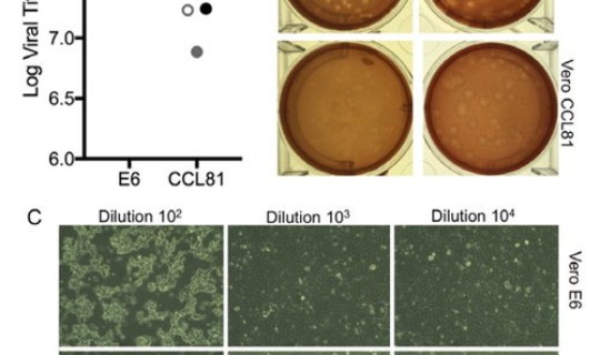 2020年新型冠形病毒?新型冠状病毒的 2020年新型冠形病毒?新型冠状病毒的