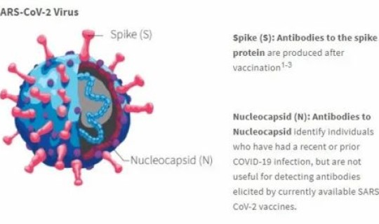 美国人新冠抗体 为什么有人天生有新冠抗体