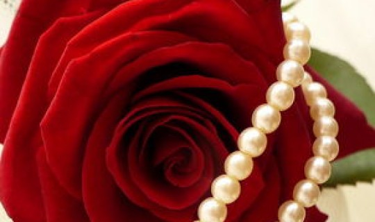 红玫瑰牌子(红玫瑰什么牌子的衣服)