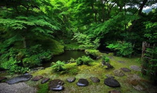 返景入深林复照青苔上的解释(返景入深林什么意思)