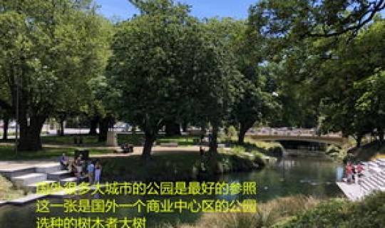 青岛城市绿化树种有哪些名字，绿化的树种有几种