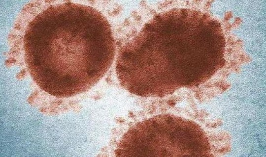 新冠病毒消失了吗科学解释，新型冠状病毒为什么突然消失了