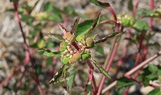 邻水疫情最新政策？邻水新冠疫情最新消息