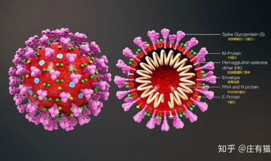 至今没有新冠病毒的国家 冠型病毒症状