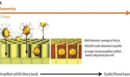 病毒基因测序原理(一代测序原理及步骤)