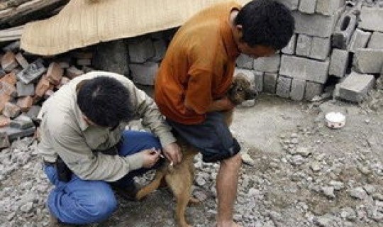 日本 传染病 火化，日本狂犬病什么时候消灭的