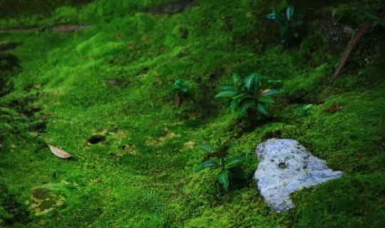 返景入深林,复照青苔上画面(复照青苔上的复是什么意思)