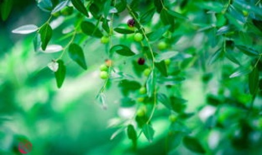 返景入深林,复照青苔上全是 返京入森林,复照青苔上描写的是什么时候的景色