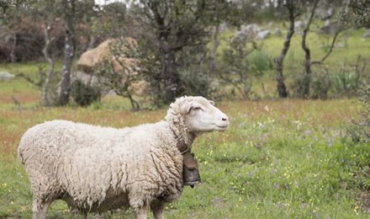 至少79人感染	，79年属羊是什么命