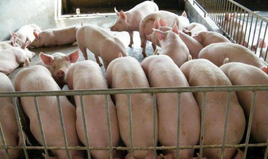疫情期间养猪？疫情期间猪饲料怎么办
