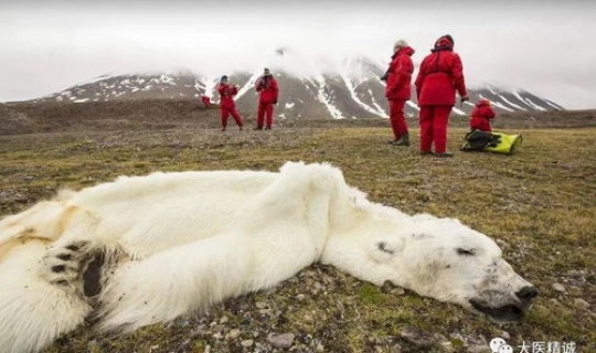 鼠疫以前死了多少人？鼠疫为什么老鼠不死