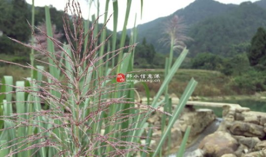 邻水农村(邻水县第一大镇)