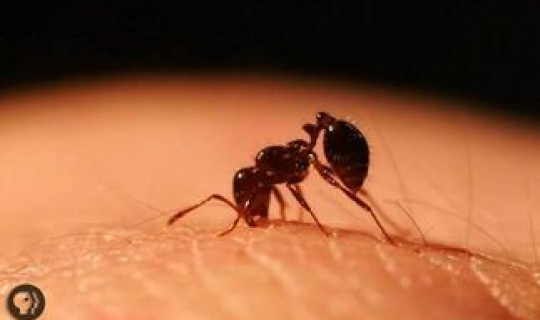 马来西亚防疫情？在马来西亚被蚂蚁咬了怎么办