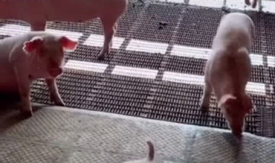 新疆疫情发生在哪里，新疆爆发的什么病